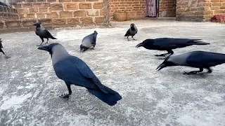 the crow 🕊️ and chidiya eating on the food 🥑 and fighting