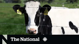 Bird flu surveillance in dairy cows lacking in Canada, scientists warn