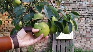 PEAR-HUNTER / KÖRTEVADÁSZ