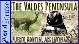 Animals of The Valdes Peninsula | Patagonia | Puerto Madryn, Argentina