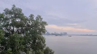 Saltwater crocodile in Singapore