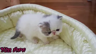 Cute Little Kitten Sneezes