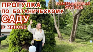 ПРОГУЛКА ПО БОТАНИЧЕСКОМУ САДУ В МИНСКЕ. ГИГАНТЫ ХВОЙНЫЕ, АЗАЛИИ,  СИРЕНЬ, ЯБЛОНИ