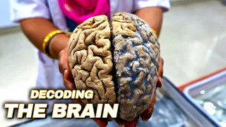 Secrets Of The Human Brain | The Human Brain Documentary