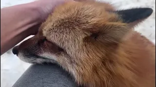 Alice the fox. The fox fell asleep on her knee and doesn’t want to go anywhere.