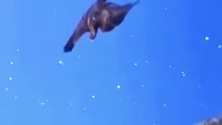 Most epic eagle attack animals