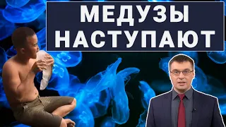 Война в Азовском море: рыбы против медуз / Медузоловство и медузоедство