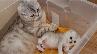 22 days after birth and Kitten with Mom cat are insanely cute and beautiful