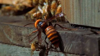 Il brutale attacco dei calabroni giganti asiatici a un alveare di api