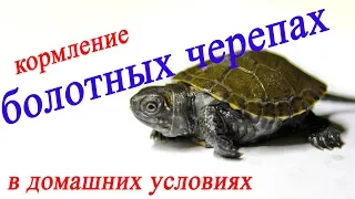 Все о домашних животных: Кормление болотных черепах в домашних условиях - МОТЫЛЬ!!!