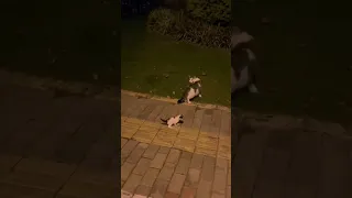 Mother Cat Leaves Crying Kitten Behind