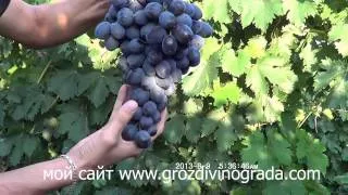 виноград сорт Фуршетный