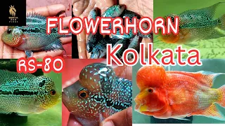 Discovering the Beauty: Exploring SRD Flowerhorn Farm in Kolkata#flowerhorn #viral #video