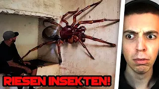 Die 10 GRÖSSTEN INSEKTEN der WELT! 😱