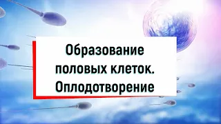 ОБРАЗОВАНИЕ ПОЛОВЫХ КЛЕТОК. ДВОЙНОЕ ОПЛОДОТВОРЕНИЕ