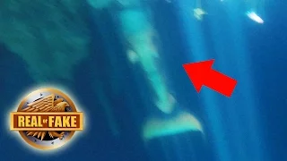 MERMAID Caught On Tape Mexico- real or fake?