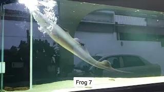 The Aba Aba Knifefish: Live feeding - 10  bullfrogs