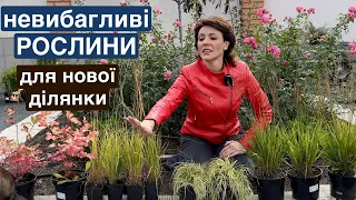 Обрала рослини для нової ділянки в саду. Злакові багаторічники.