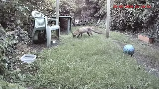 Foxes gathering food for their cubs.  Watch the Live feed at - https://youtube.com/live/7OpNi1Tk6zM