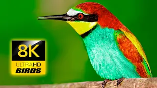 Birds Premium Collection 8K ULTRA HD / 8K TV