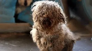 180+ Animals Rescued from Arkansas Puppy Mill