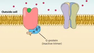 Ionotropic and Metabotropic Receptors