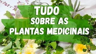 Plantas medicinais, tudo o que você precisa saber sobre elas| Eterna Busca