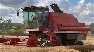 Massey Ferguson 27 harvesting Skyfall Milling Wheat. "Licenced to Mill"