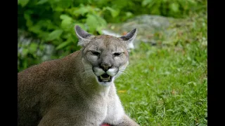 Episode 1: Mountain Lions in Carolina?