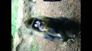 mandrill baboon at denver zoo