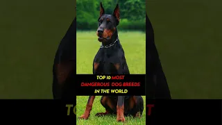 TOP 10 MOST DANGEROUS DOG BREEDS IN THE WORLD. #shorts