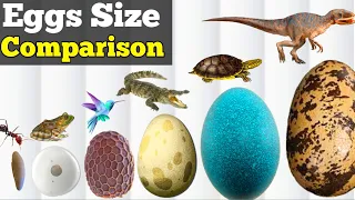 Egg Size Comparison  | Egg In The World / Datacamparisonwork