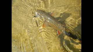 WITU Talking Trout (ep. 22) - Brook Trout Reserves with Paul Cunningham