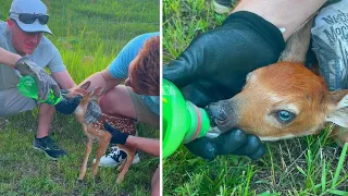 Feeding a Baby Deer - What to do When You Find a Fawn in Your Yard