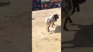 Encierro Alquerías del niño perdido 1/10/2016