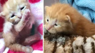 Amazing Transformation Of Tiniest Homeless Kitten