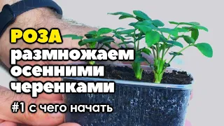 #1 Размножаю розы из осенних черенков | С чего начать