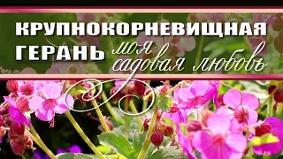 Герань Крупнокорневищная с весны до осени / деление куста герани /лучшие многолетники для сада