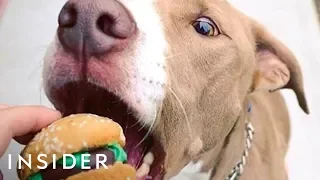 Customize Snacks For Your Dog At This Bakery