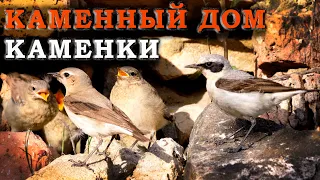 Stone house of the northern wheatear