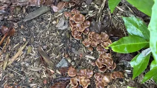 Wavy cap mushrooms uk