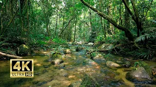 Reduce Stress With Babbling Brook Sounds - This Nature Sound really Heals my soul - 4K ASMR 10 Hours