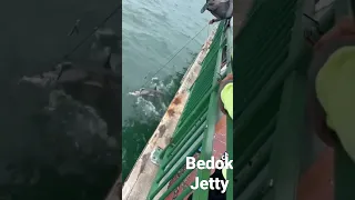 Shovel Nose Shark Caught at Bedok Jetty