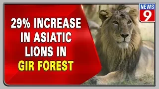 Asiatic lions’ population increase in Gujarat’s Gir forest