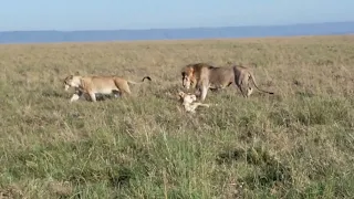 Mating season for Lion in Masai Mara!!