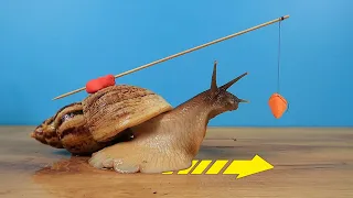 What if you hang a Carrot in front of the Snail?