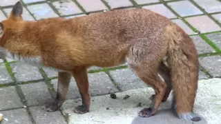 Carrie fox is getting her Winter coat