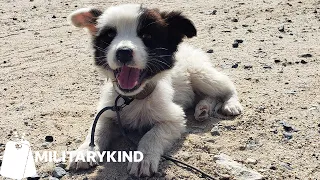 Soldier adopts homeless puppy from Kuwait | Militarykind