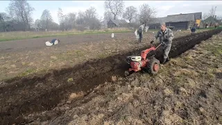 посадка картошки под плуг с первой борозды.