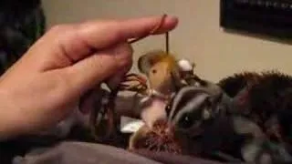 Sugar glider playin around